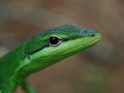 Image of Sakishima grass lizard