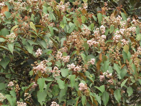 Image of Miconia caudata (Bonpl.) DC.