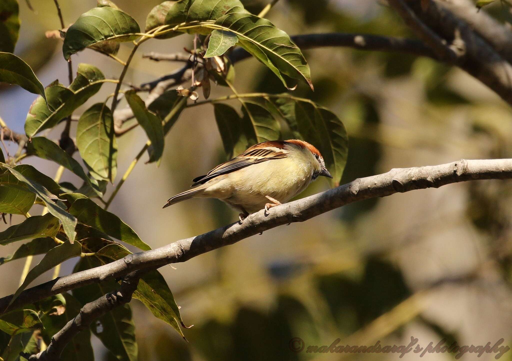 Слика од Passer cinnamomeus (Gould 1836)