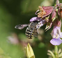 Image of Anthidium maculosum Cresson 1878