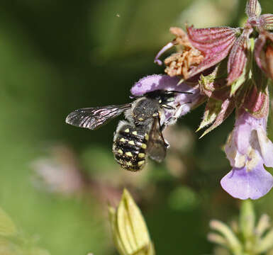 Image of Anthidium maculosum Cresson 1878