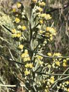 Image of Copperweed