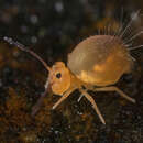 Dicyrtoma aurata (Mills & HB 1934) resmi