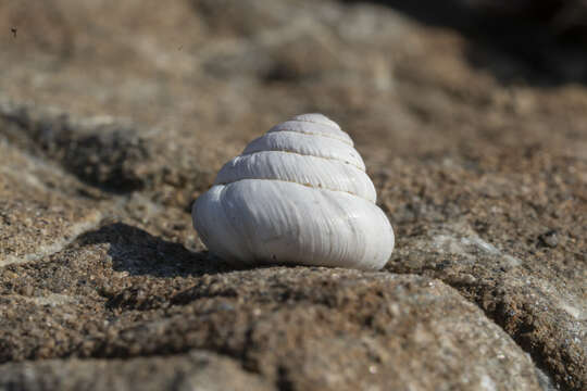 Image of Trochoidea pyramidata (Draparnaud 1805)