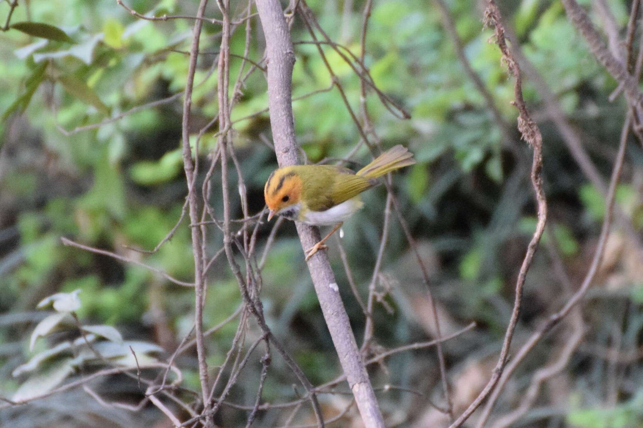 Image of Rufous-faced Warbler