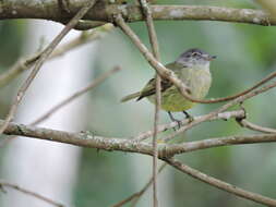 Image of White-fronted Tyrannulet