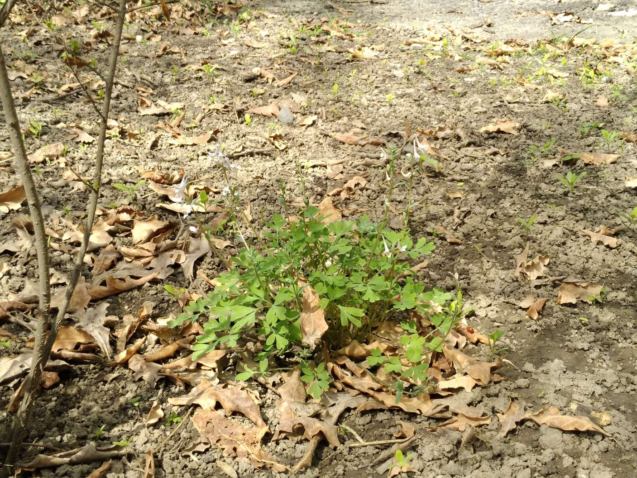 Image of Corydalis glaucescens Regel