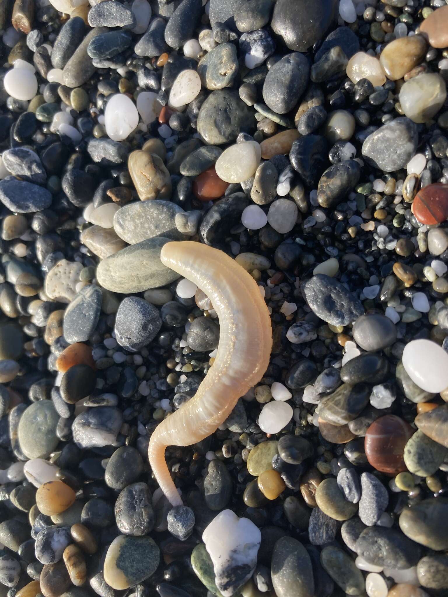 Image of rat-tailed fusiform sea cucumber