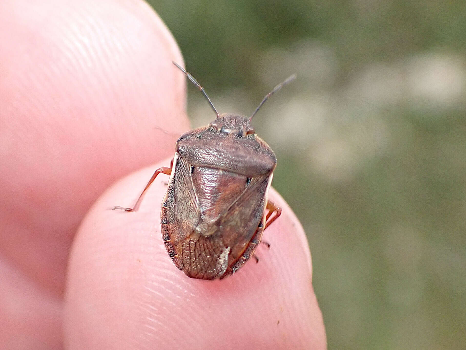 Image of Tholosanus Distant 1899