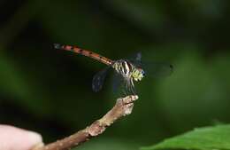 Nesoxenia lineata (Selys 1879) resmi