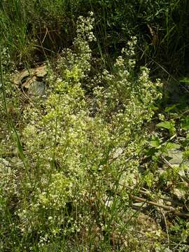 Imagem de Galium lucidum subsp. corrudifolium (Vill.) Bonnier