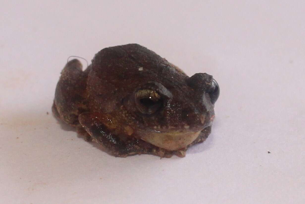 Image of Banded Robber Frog