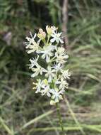 Image of coastal false asphodel