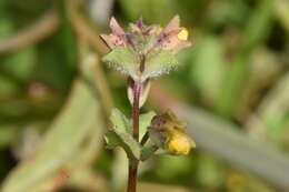 Erythranthe arvensis (Greene) G. L. Nesom resmi