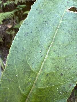 Image of Rusty-Leaf Cyanea