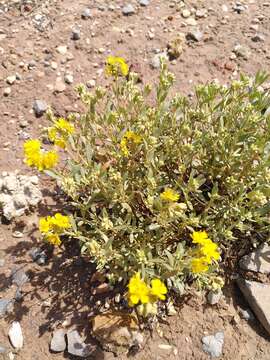 Imagem de Helianthemum squamatum (L.) Pers.