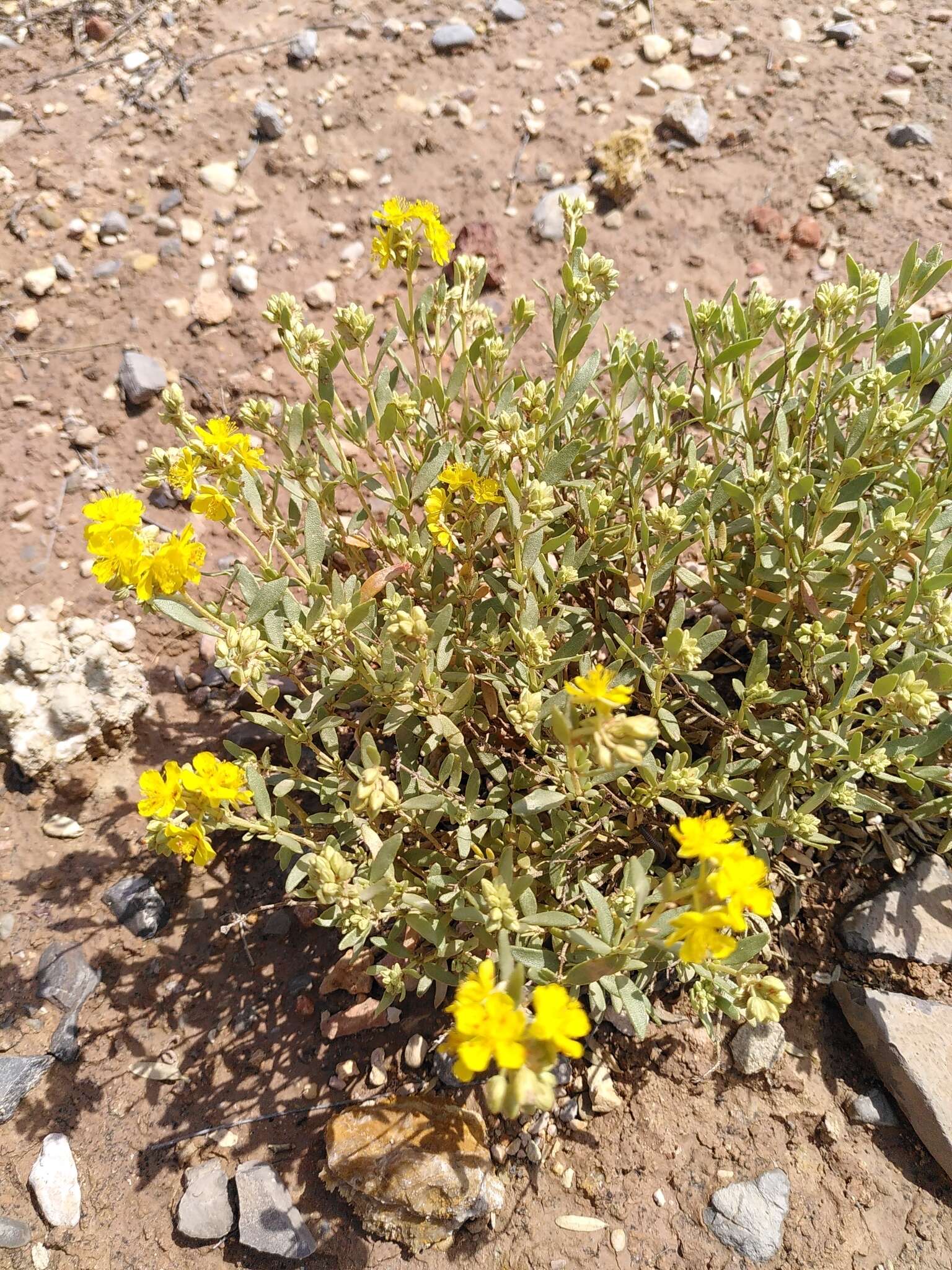 Image of Helianthemum squamatum (L.) Pers.