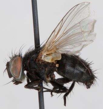 Image of <i>Bactromyia aurulenta</i> (Meigen 1824)