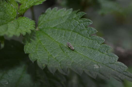 Image of Eupteryx (Eupteryx) urticae (Fabricius 1803)