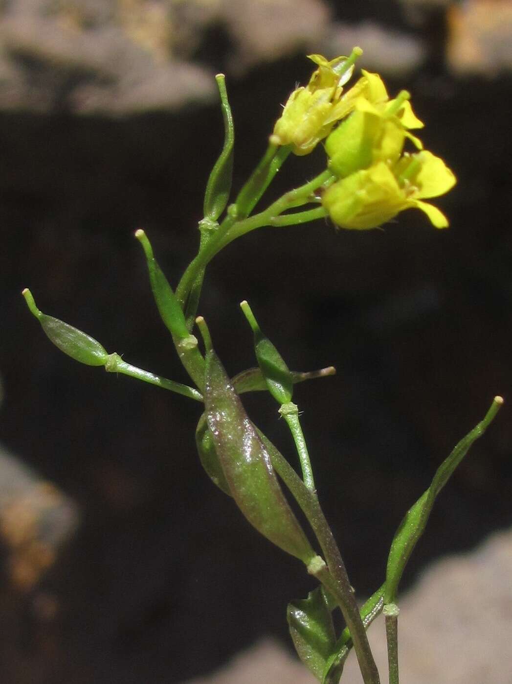 Image of Standley's draba