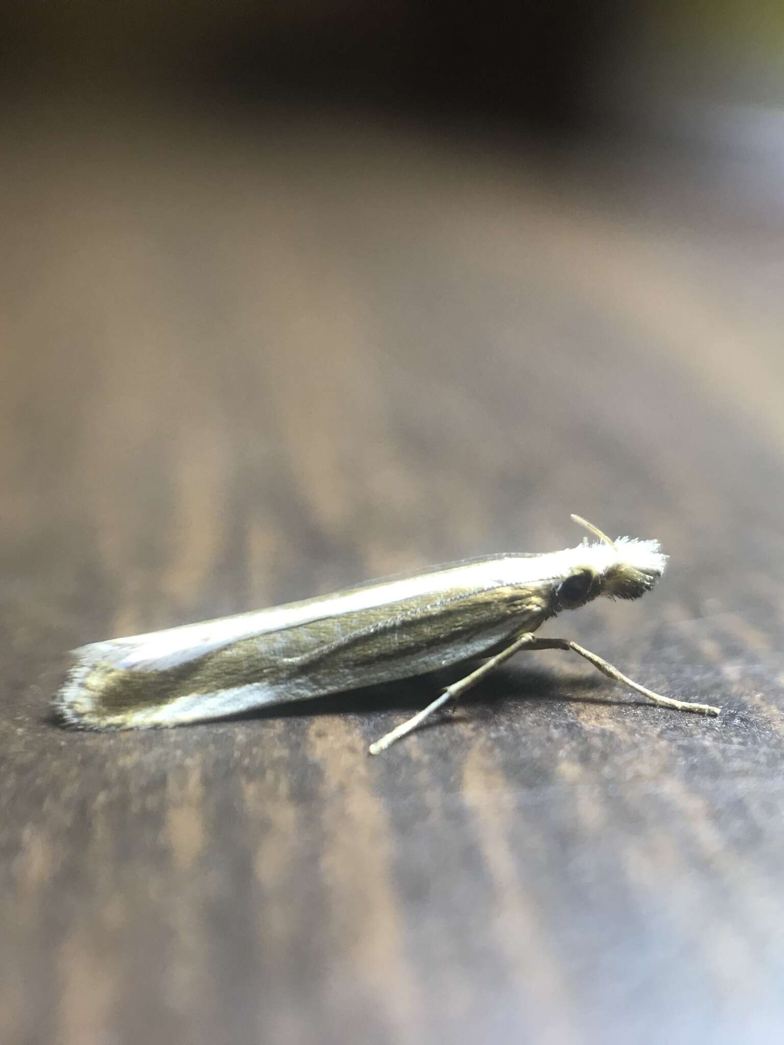 Image of Juniper webworm