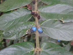 Image of Lasianthus attenuatus Jack