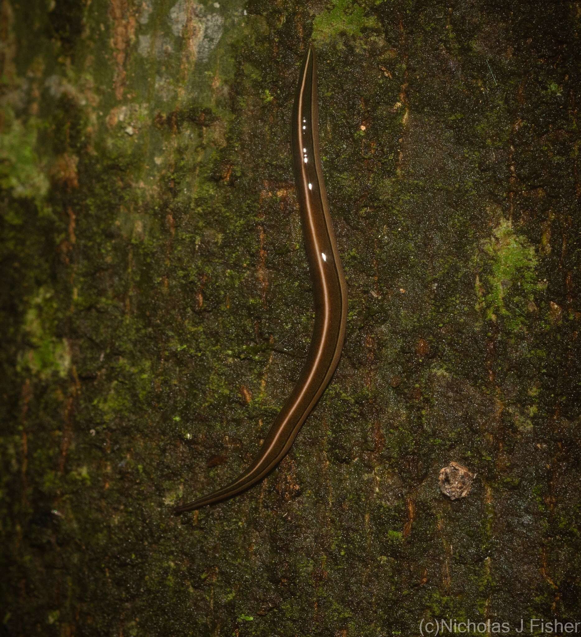 Image of Australopacifica scaphoidea (Steel 1900)