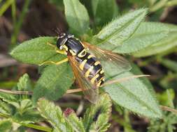 Image de Chrysotoxum elegans Loew 1841