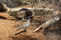 Image of Red-capped Coua