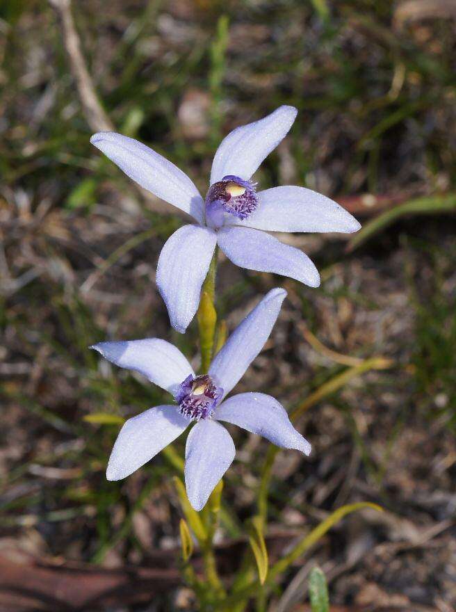 Plancia ëd Pheladenia