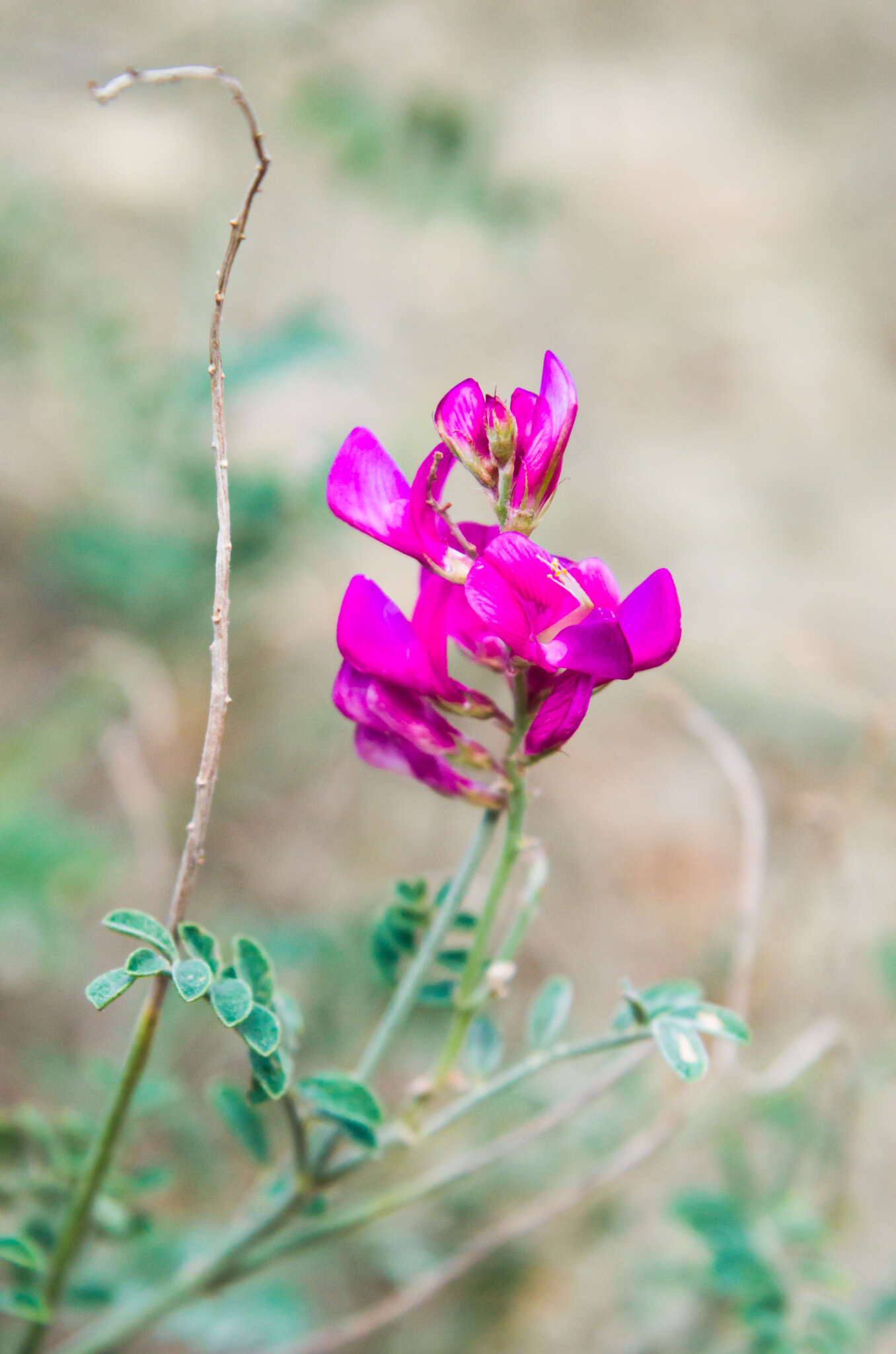 Image de Hedysarum tauricum Willd.