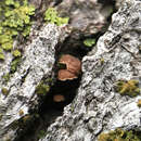 Image of Phaeomarasmius rimulincola (Rabenh.) Scherff. 1914