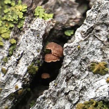 Image of Phaeomarasmius rimulincola (Rabenh.) Scherff. 1914