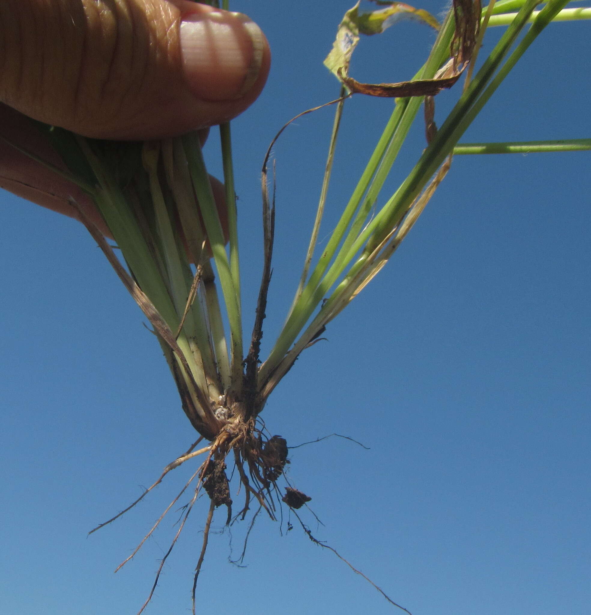 Plancia ëd Setaria sagittifolia (A. Rich.) Walp.