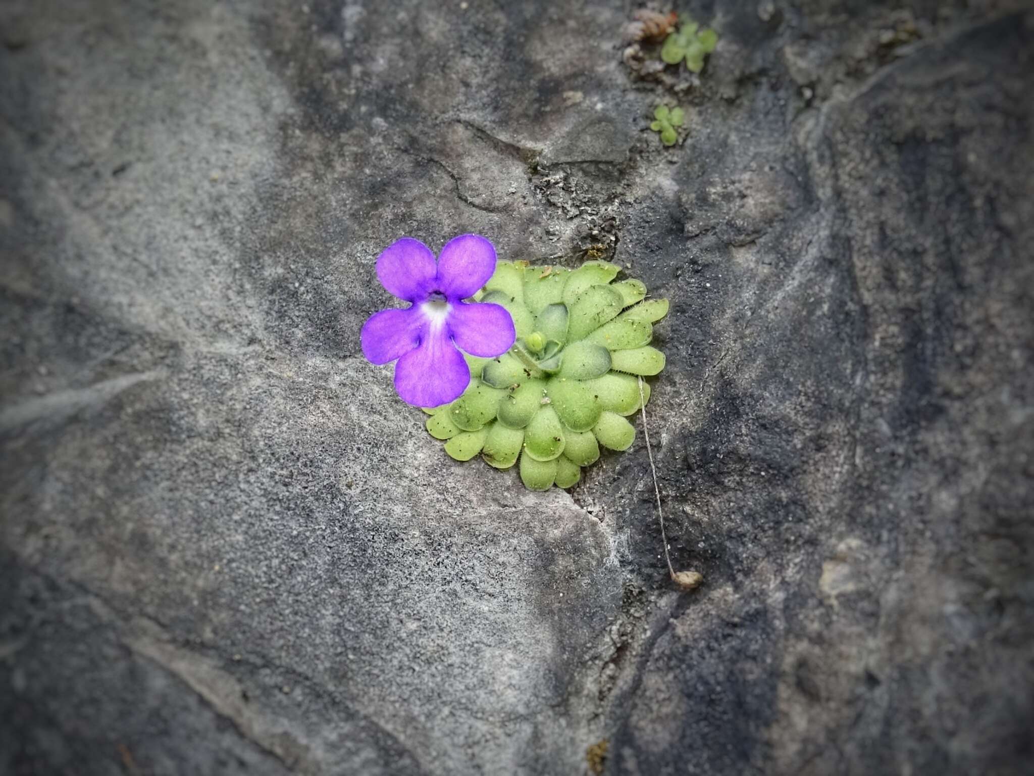 Image of Pinguicula cyclosecta Casper