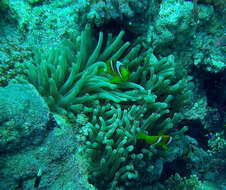 Image of Clownfish