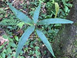 Imagem de Ardisia crispa (Thunb.) A. DC.