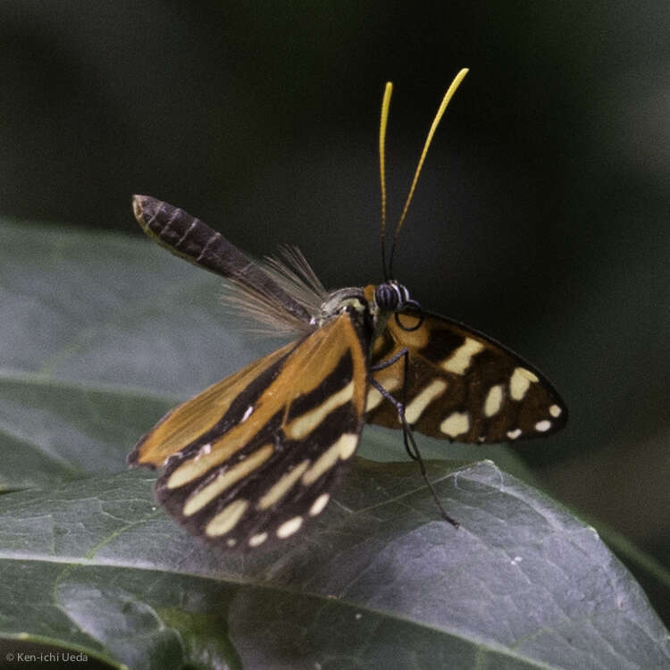 Image of Ithomia heraldica Bates 1866