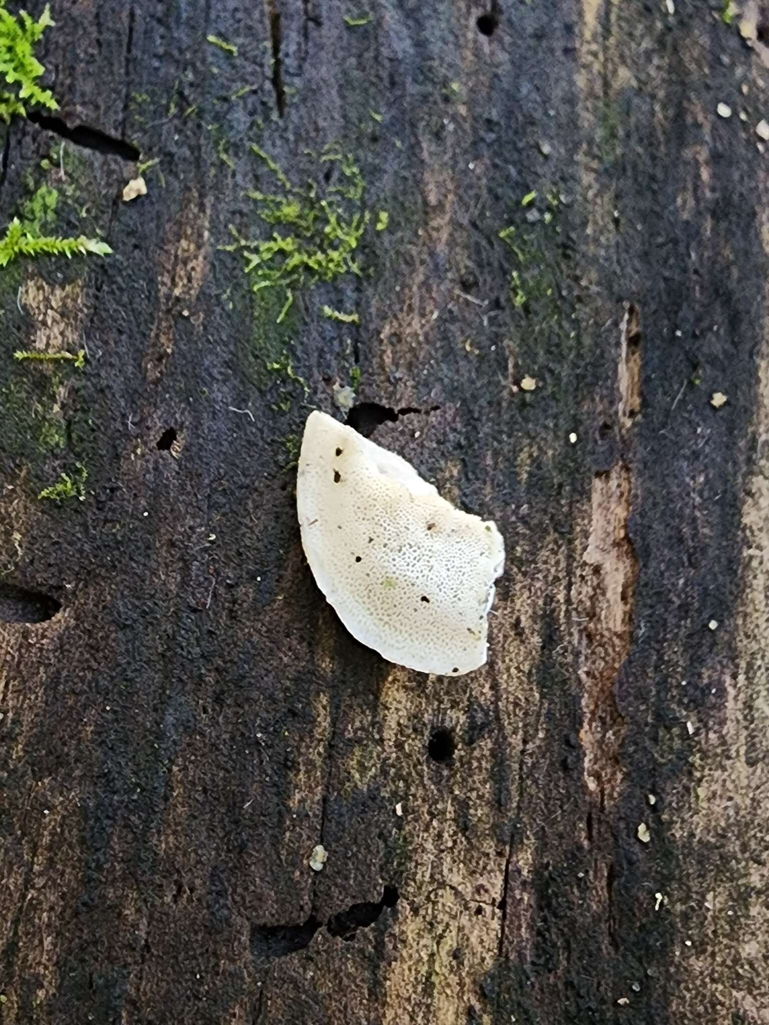 Cyanosporus populi (Miettinen) B. K. Cui & Shun Liu resmi