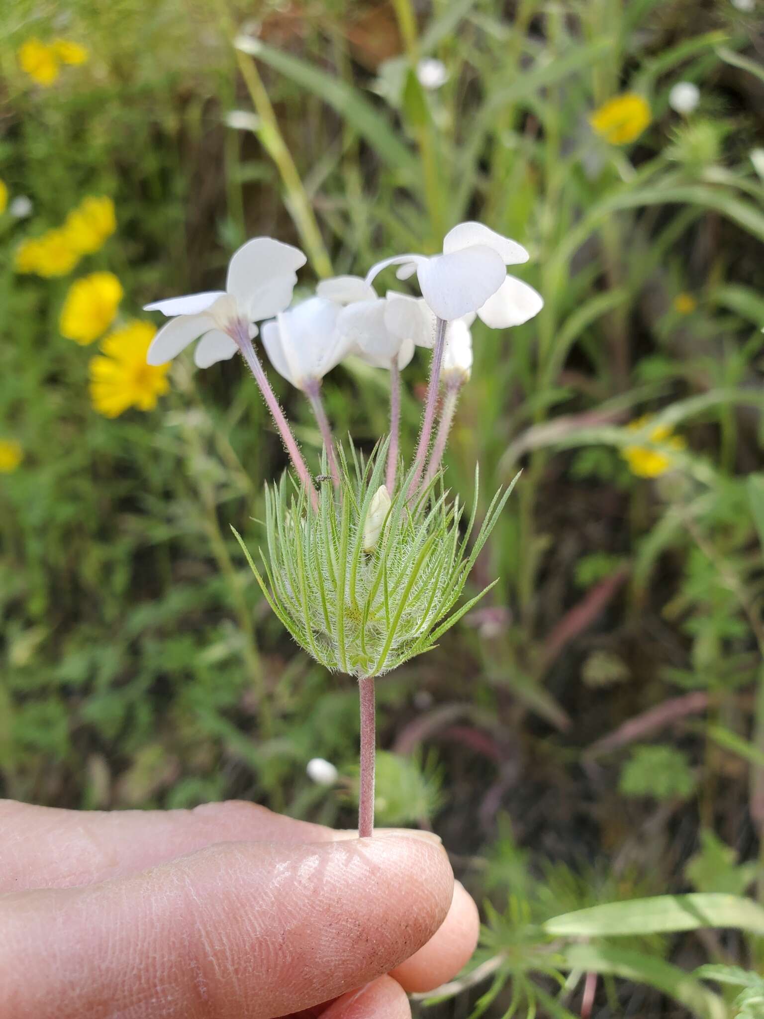 Image of mustang clover