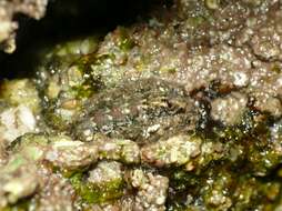 Image of bristly mail chiton