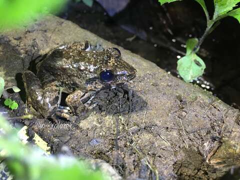 Image of Fanged River Frog