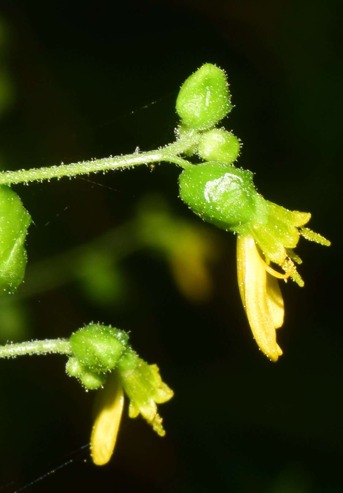 Image of Milleria quinqueflora L.