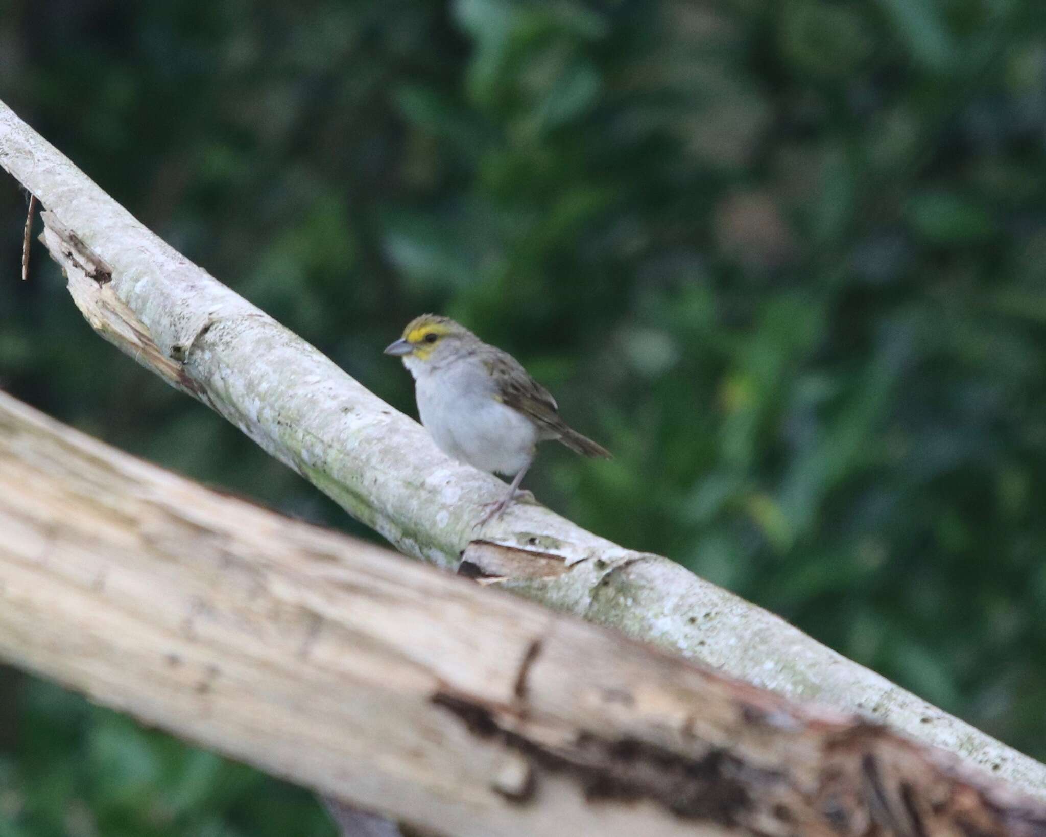 Image of Yellow-browed Sparrow