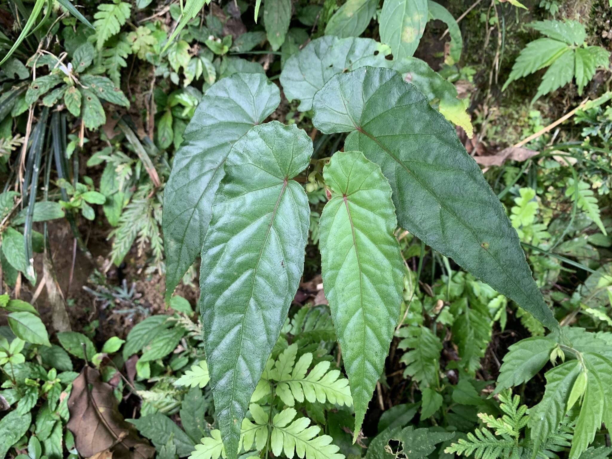 Image of Begonia longifolia Blume