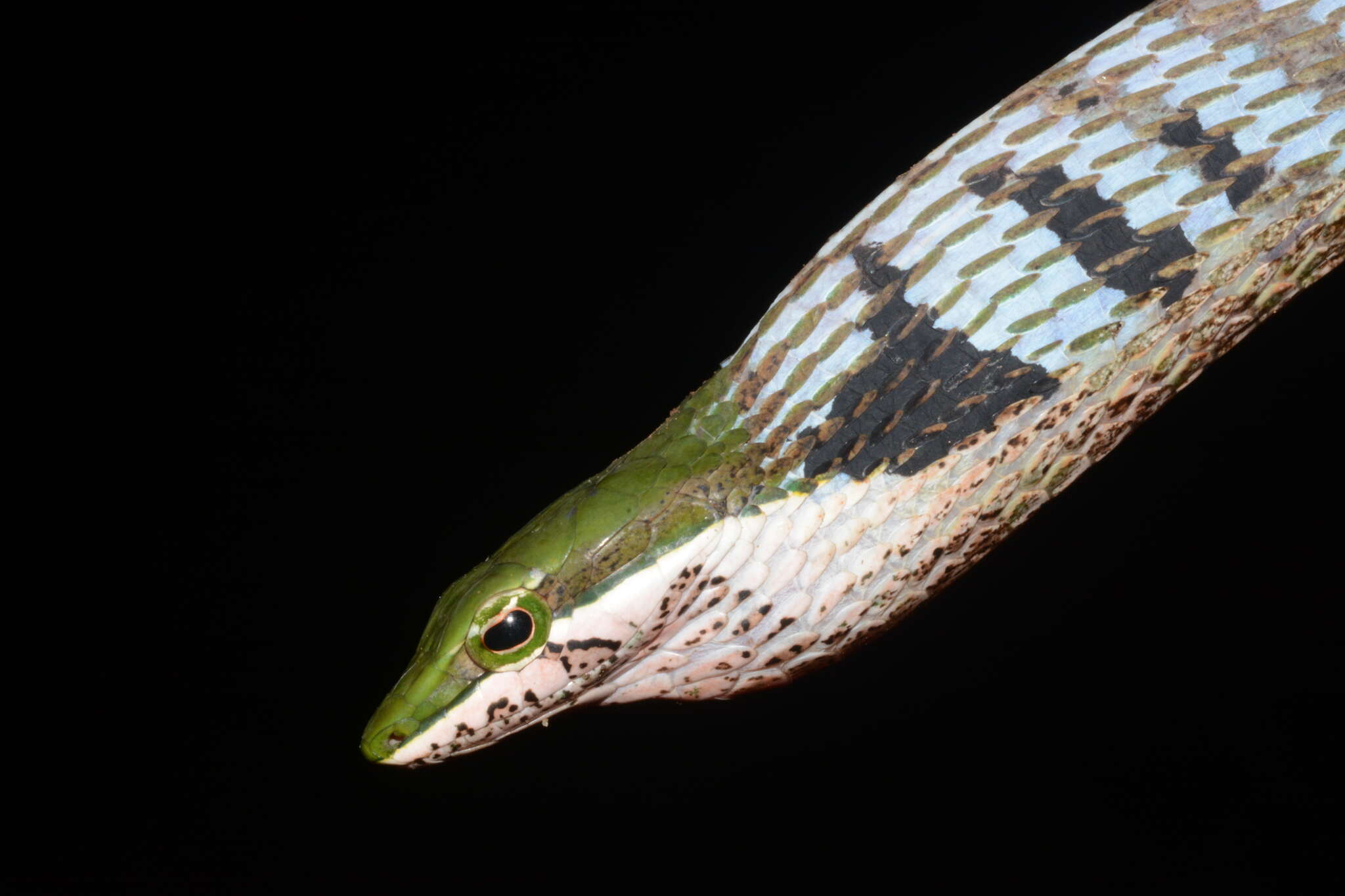Image of Usambara vine snake
