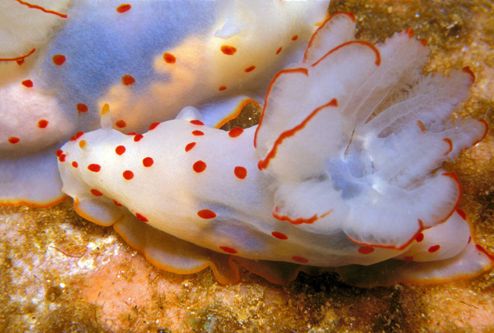 Image of Red spotted transluscent slug