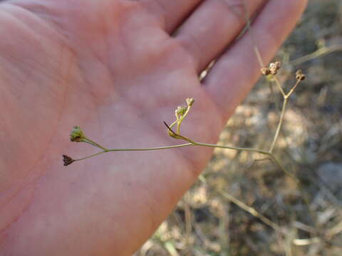 Imagem de Seseli longifolium L.