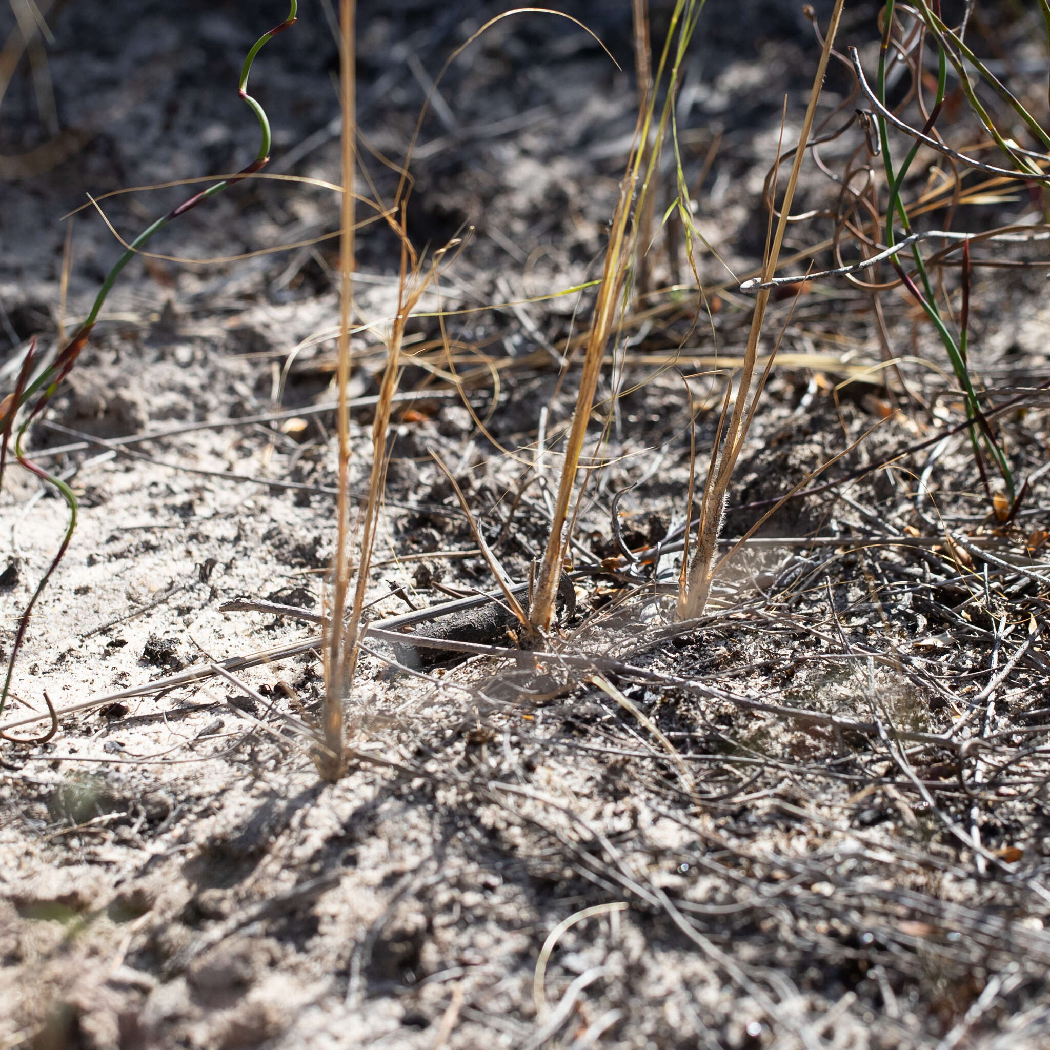 Image of Austrostipa macalpinei (Reader) S. W. L. Jacobs & J. Everett