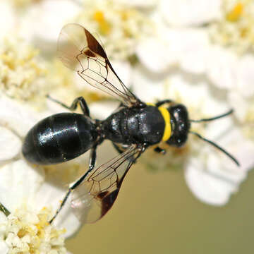 Imagem de Hylaeus primulipictus (Cockerell 1905)